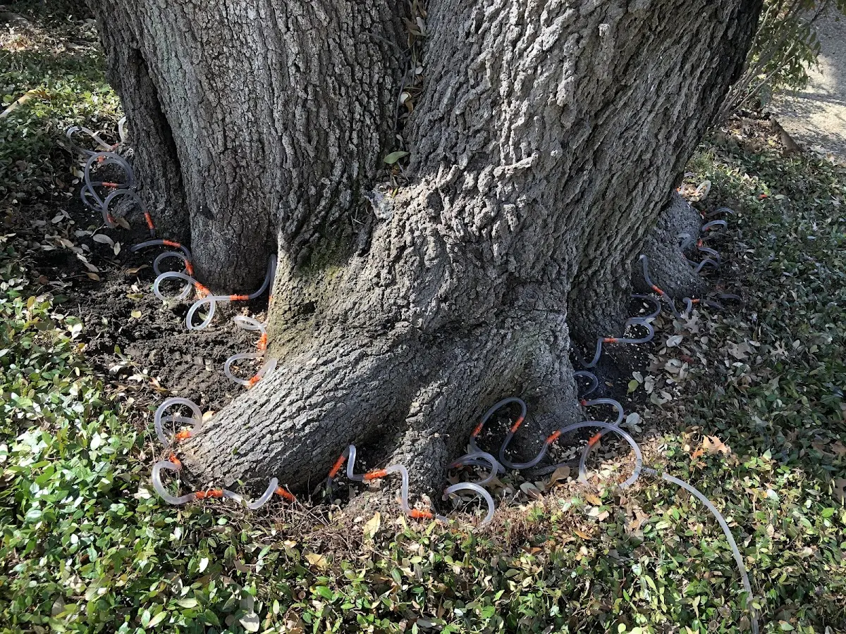 Detailed Tree Cabling and Bracing job site in Wilmore